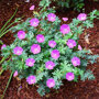 Ooievaarsbek rose
